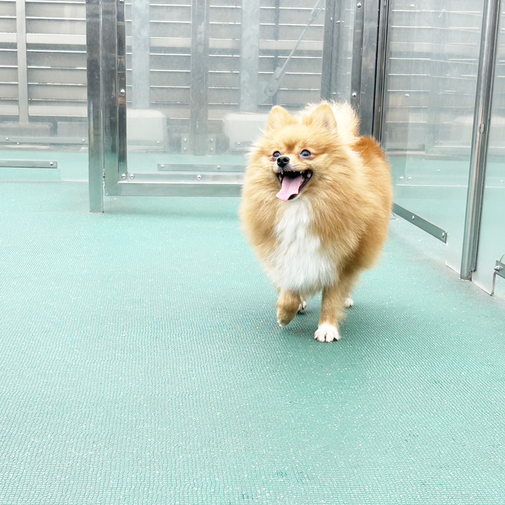 生徒が撮影したモデル犬写真①